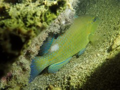 Choerodon schoenleinii