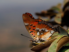 Charaxes jahlusa rex