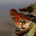 Charaxes jahlusa rex - Photo (c) steveball, some rights reserved (CC BY-NC), uploaded by steveball