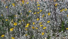 Senecio crassiflorus