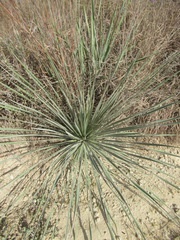 Yucca constricta