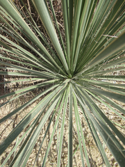 Yucca constricta