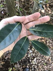 Diospyros fasciculosa