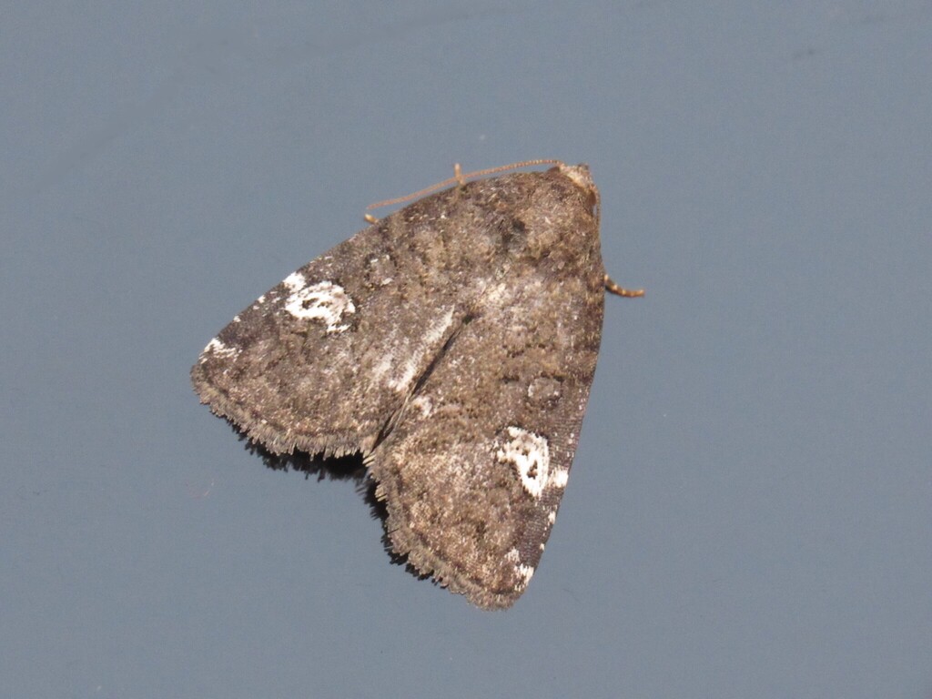 Gray Marvel Moth from Bellbrook, Greene County, OH, USA on July 30 ...