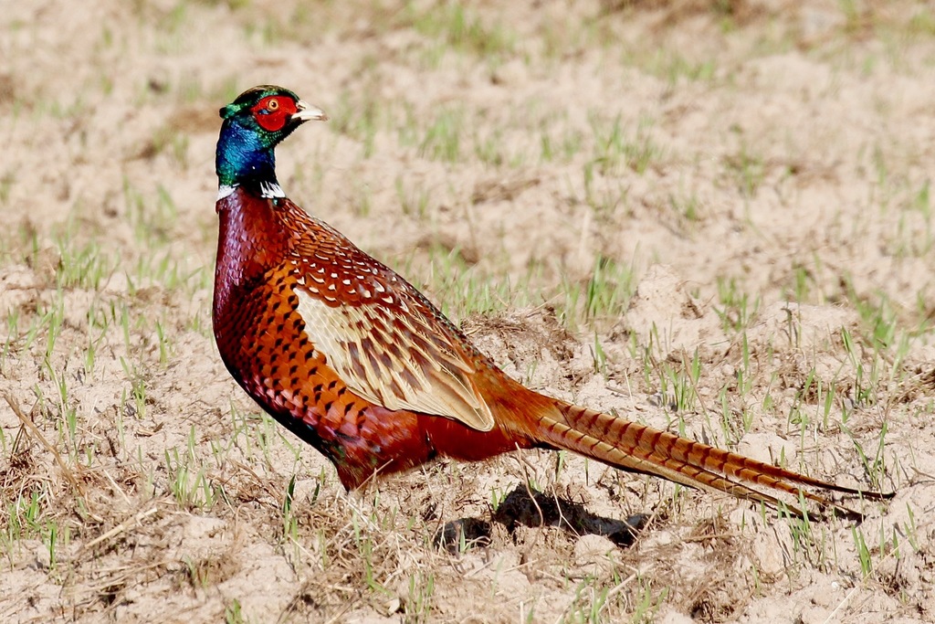 Ring-necked Pheasant from Otwock County, Poland on October 18, 2019 at ...