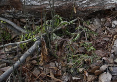 Astragalus schelichowii