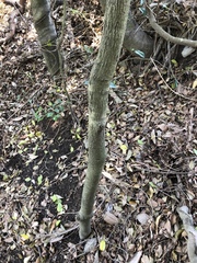 Diospyros fasciculosa