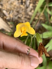 Spathoglottis pubescens