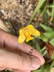 Spathoglottis pubescens