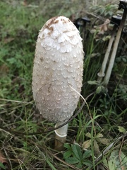 Coprinus comatus