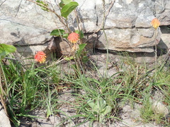 Kniphofia coddiana