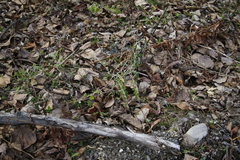 Astragalus schelichowii