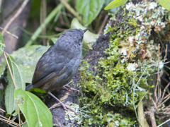 Scytalopus caracae
