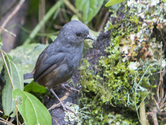 Scytalopus caracae