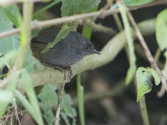 Scytalopus caracae