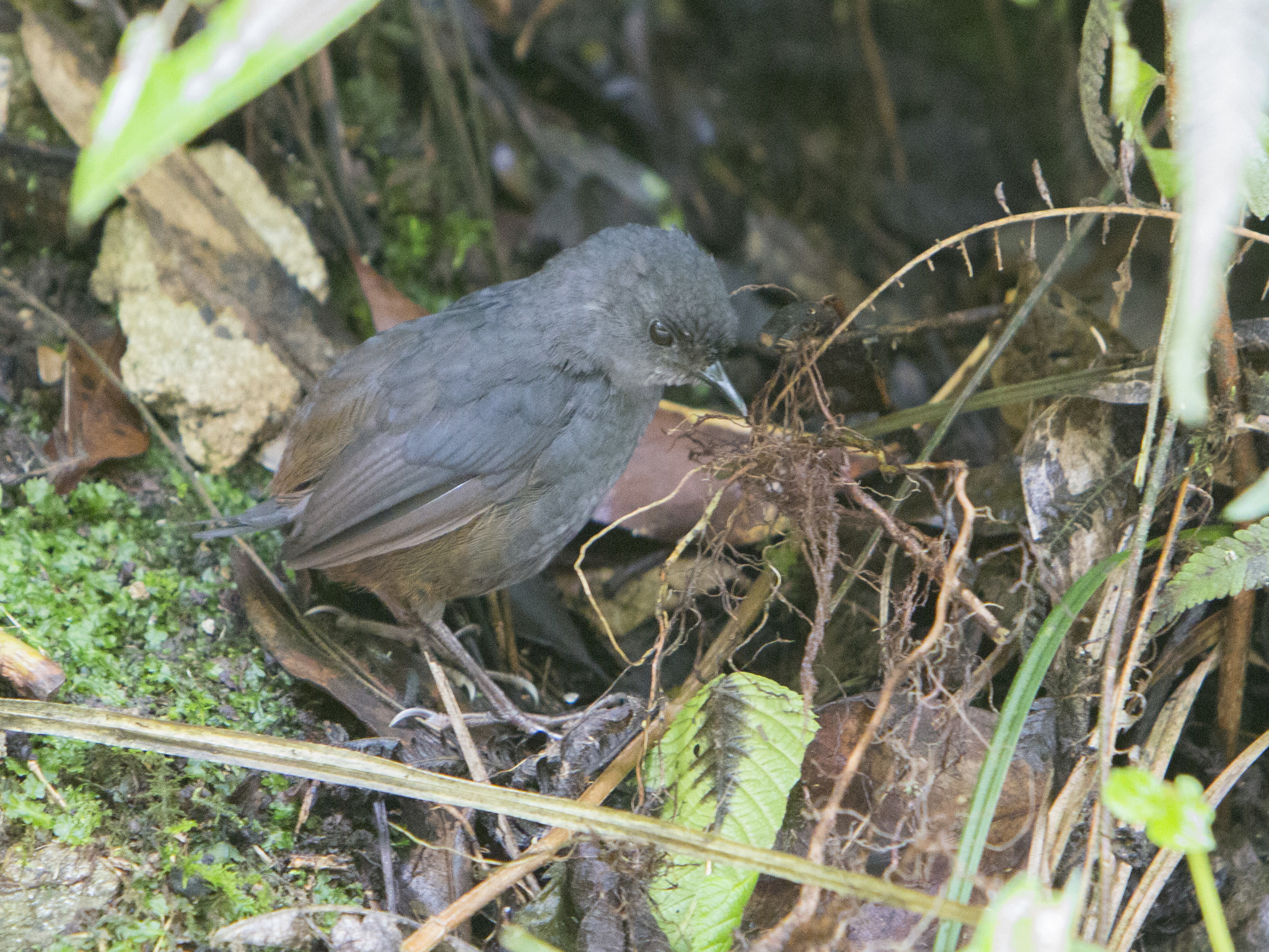 Caracas Tapaculo illustration
