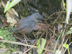 Scytalopus caracae
