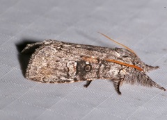 Meleneta antennata