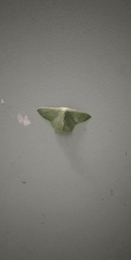 Pelagodes antiquadraria
