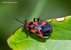 Tropidothorax leucopterus