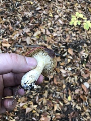 Russula emetica