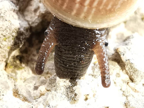 Round-mouthed Snail