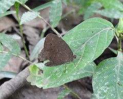 Bicyclus sangmelinae