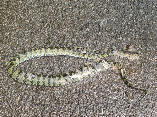Kaulback's Lance-headed Pitviper