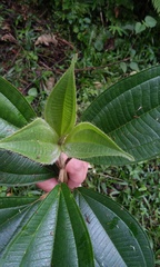Miconia galeottii