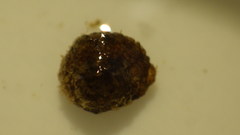 Helicopsyche borealis