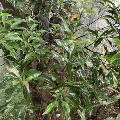 Helicia cochinchinensis