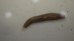 Continenticola