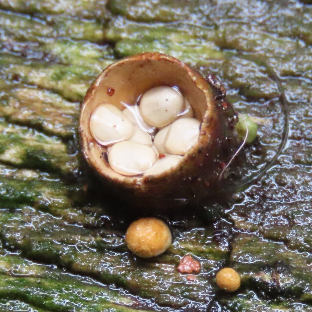 Crucibulum simile · July 2025 · photo: © dianne_and_gordon_purdie (iNaturalist, cc0)