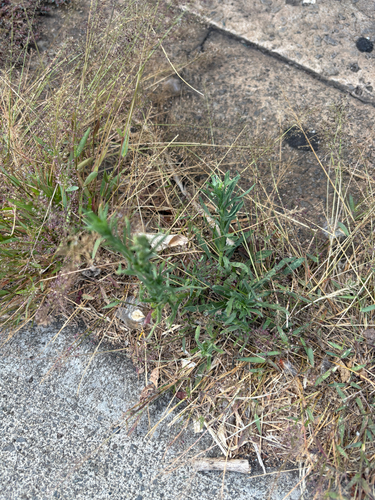 Erigeron sumatrensis observed 2025-07-30