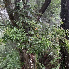 Helicia cochinchinensis