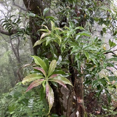 Helicia cochinchinensis