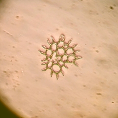 Pediastrum biwae