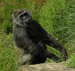 Gorilla gorilla