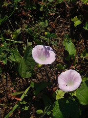 Calystegia sepium spectabilis