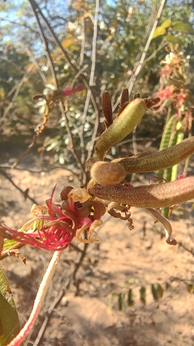 Bauhinia brevipes observed 2025-07-08
