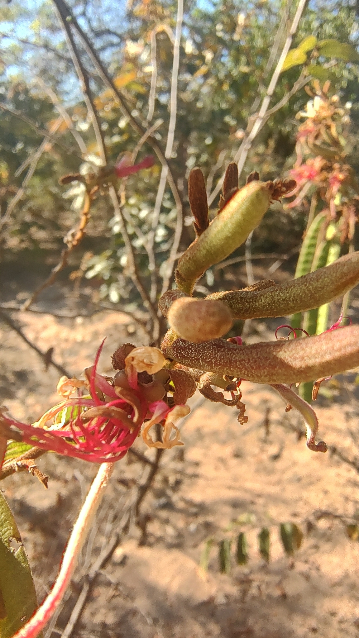Bauhinia brevipes