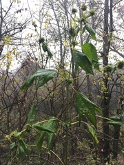 Ambrosia trifida trifida