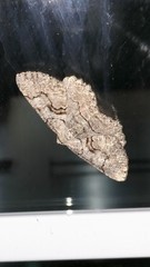 Cymatophora approximaria