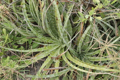 Hechtia texensis