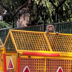 Macaca mulatta