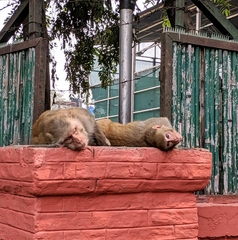 Macaca mulatta