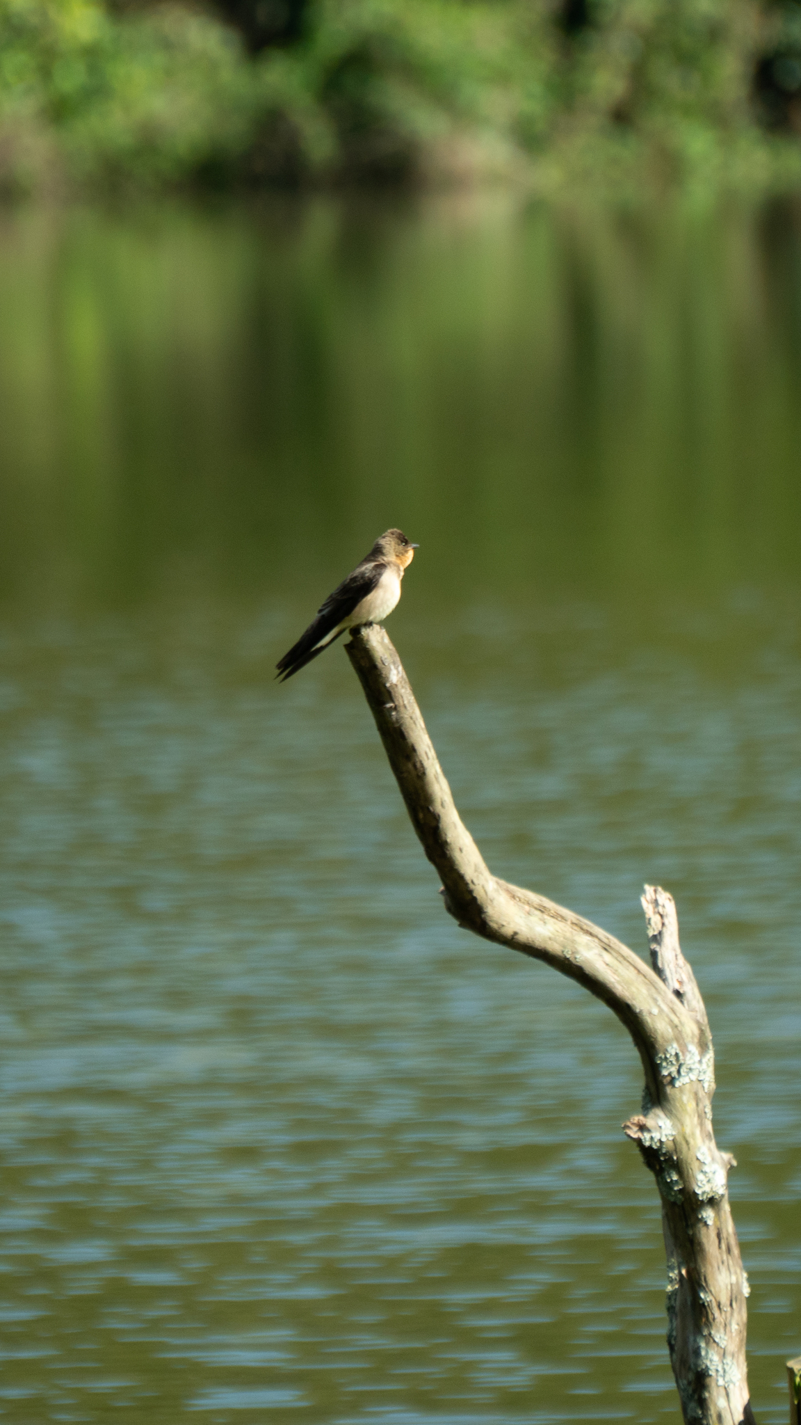 Southern Rough-winged Swallow illustration