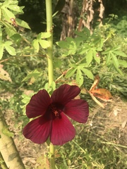 Hibiscus radiatus