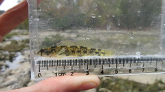 Etheostoma podostemone