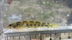 Etheostoma podostemone